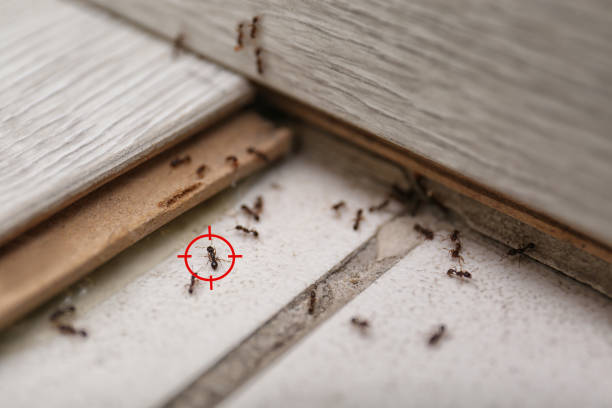 Best Wildlife Control Services  in Airmont, NY