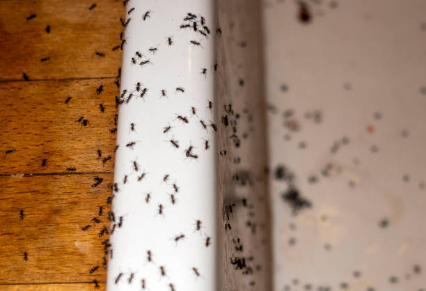 Best Residential Pest Control  in Airmont, NY