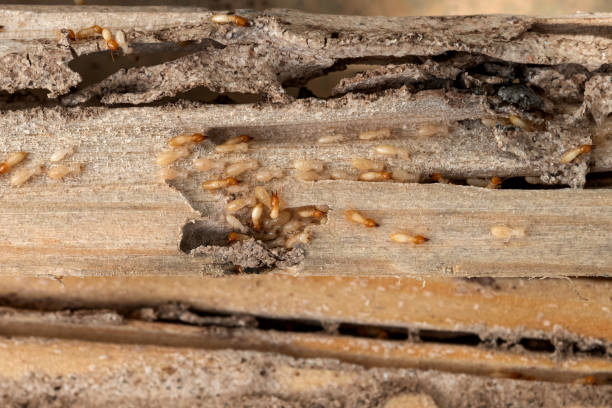 Pest Control Cost in Airmont, NY